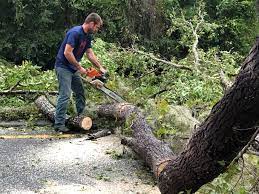 Professional Tree Care in Camarillo, CA