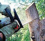 Best Commercial Tree Services  in Marillo, CA