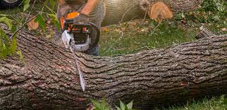 Best Hazardous Tree Removal  in Marillo, CA