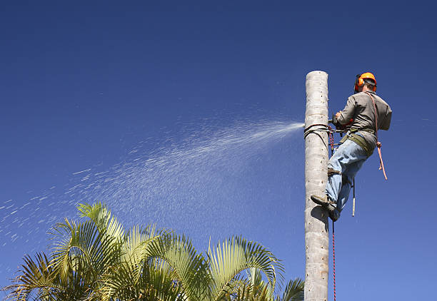 Best Soil Testing and Treatment  in Marillo, CA