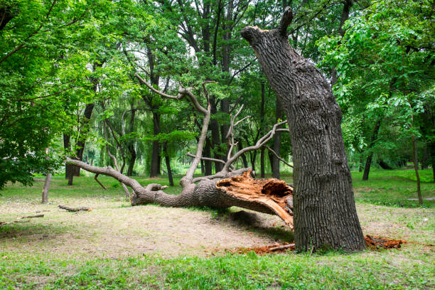 Best Tree Maintenance Programs  in Marillo, CA