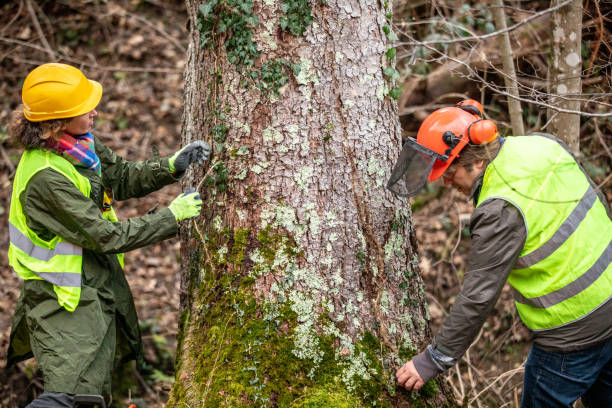 Best Tree Cabling and Bracing  in Marillo, CA