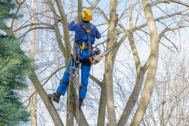 Best Pest Control for Lawns  in Marillo, CA