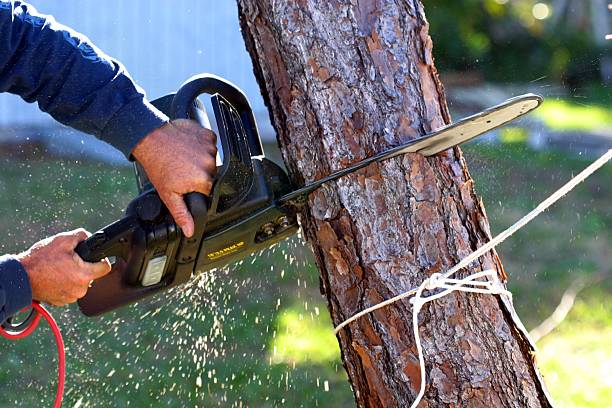 Best Fruit Tree Pruning  in Marillo, CA