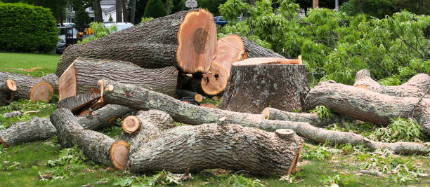 How Our Tree Care Process Works  in  Camarillo, CA