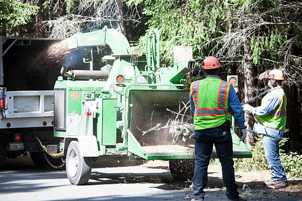 Best Tree Preservation Services  in Marillo, CA