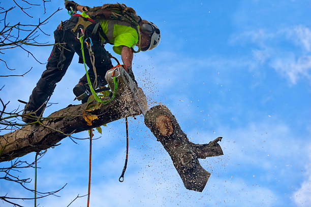 Best Tree Removal  in Marillo, CA