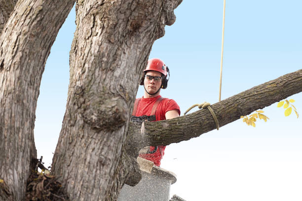 Best Storm Damage Tree Cleanup  in Marillo, CA